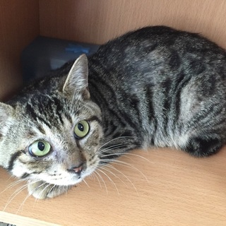 マンチカン風、キジ虎の猫くん！