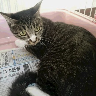 殺処分したくない