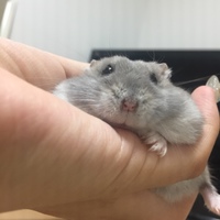 ぽんちゃ
