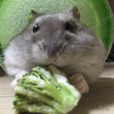 ブロッコリー