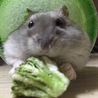 ブロッコリー
