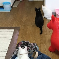 「キキ一髪⁉︎」サムネイル1