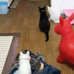 「キキ一髪⁉︎」サムネイル2