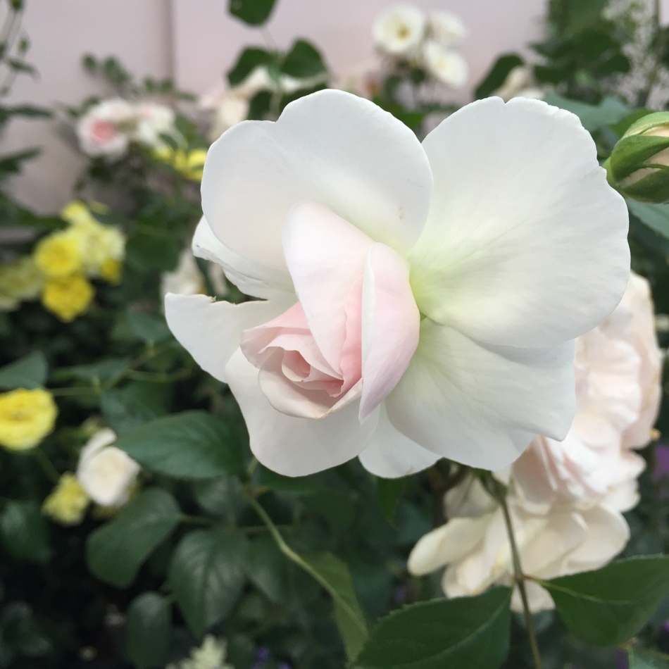 由梨のカバー写真