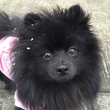 雪の日