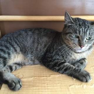 子猫達を最後まで守った若い母猫、うずらママりん♪