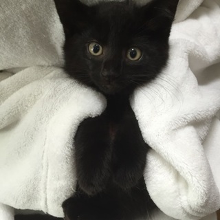 かわいさ抜群！チビチビ4兄妹、マック君♪