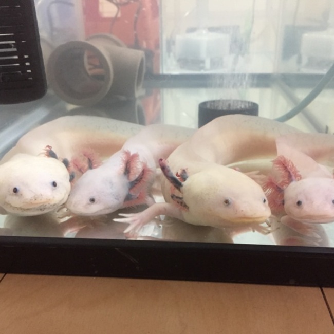 ぬーちゃんのママのカバー写真