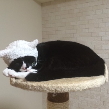 mamaさん！みんなに伝言しておきました！僕は帽子を被ったまま寝ちゃったよ～。去年の今頃の僕はまだ人が怖くて仕方なかったけど、ある日突然世界が変わったから、きっときっと斑お兄ちゃんもまた元気になると僕は思っています！mamaさんとpapaさんにも元気玉を！！