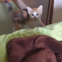 猫の里親募集です。至急