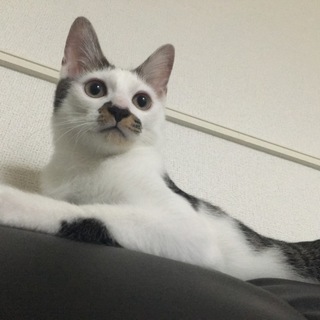 甘えん坊の子猫ちゃん！
