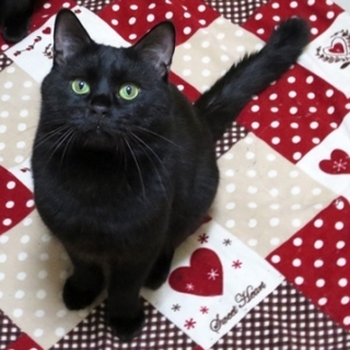 ぽっちゃりシルエットでおっとりした性格の甘えたさん