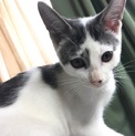 生後1か月〜2か月の3匹の子猫里親募集【残1匹】