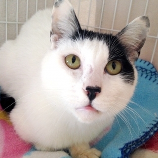 人にも猫にも温厚な男の子♡