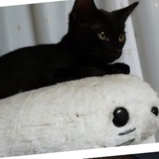 生後5ヶ月の仲良し兄弟里親募集♪