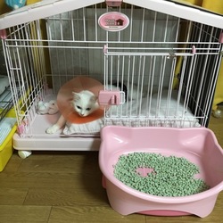 「再 ハウス移動」サムネイル3