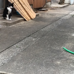 「昨日、近所であった猫ニャン」サムネイル1
