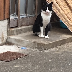 「昨日、近所であった猫ニャン」サムネイル2