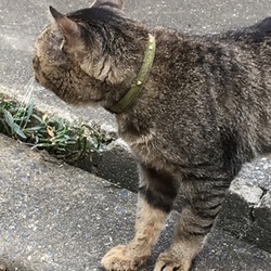 「昨日、近所であった猫ニャン」サムネイル3