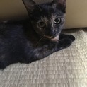子猫の里親募集