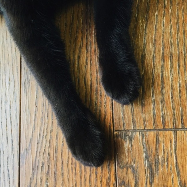 neko_necoのカバー写真