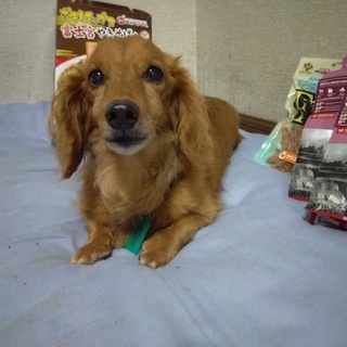 再募集！置き去りのアーチー。