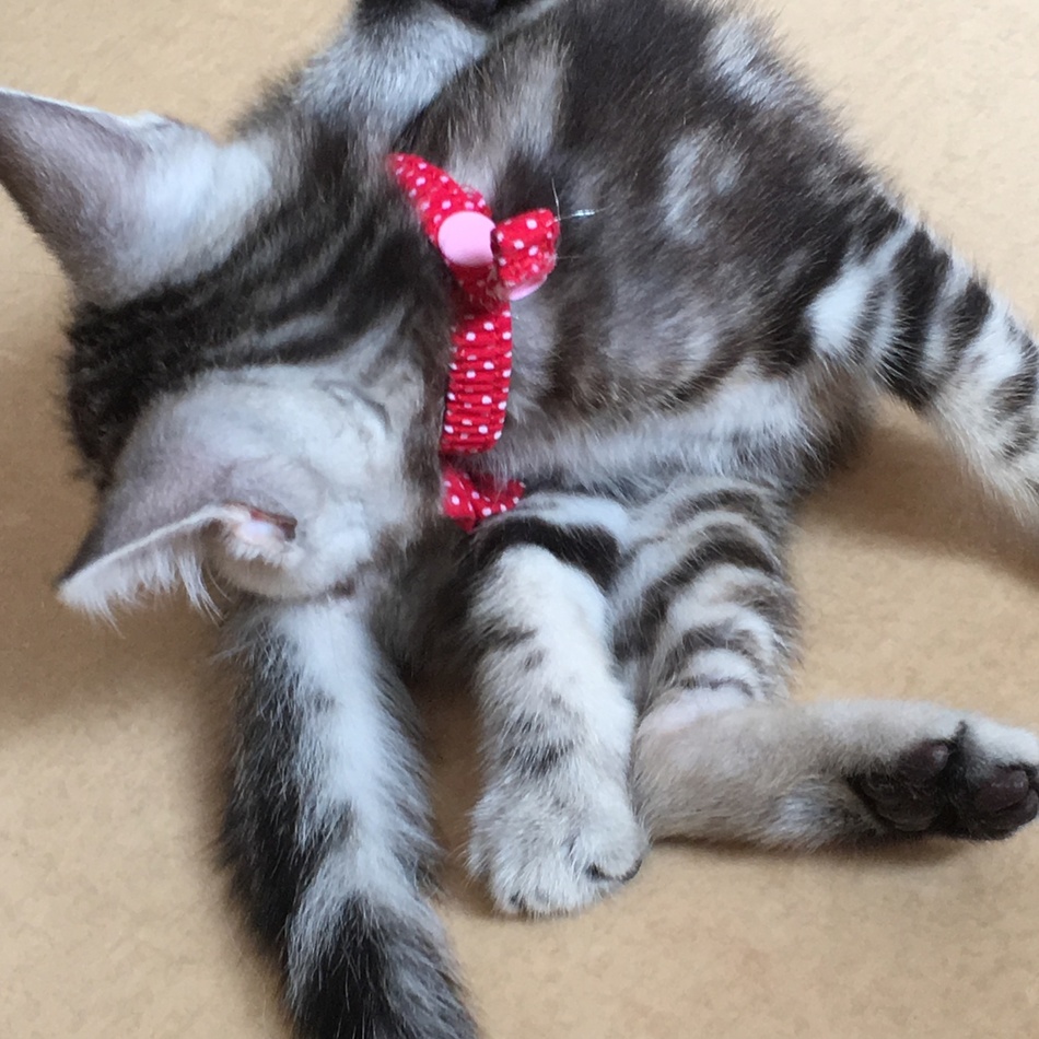 アメたん♡のカバー写真