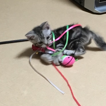 猫じゃらしに、絡まるアメたん♡