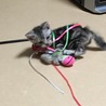 猫じゃらしに、絡まるアメたん♡