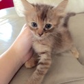 柔らかい毛が特徴の元気な子猫！