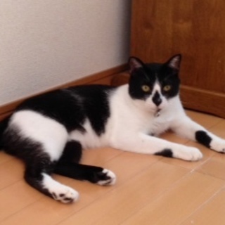 ハナちゃん　　とっても元気でいい子です