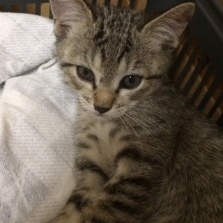 かわいいキジトラくん