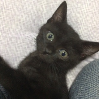かわいい黒ちゃん