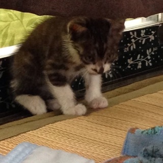 見つかりました