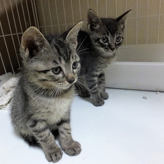 1.5ヶ月くらいの男の子（お見合い予定です）