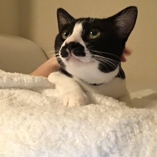 人馴れバツグン！9ヶ月ハチワレくん