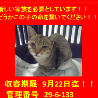 里親決定！！お迎えありがとうございました(^^♪