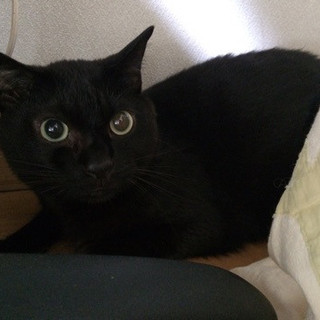 おっきいくーちゃんの命繋いで頂けませんか?