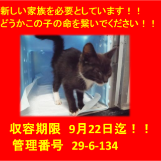 里親決定！！お迎えありがとうございました(^^♪