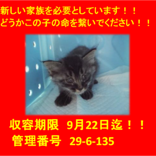 里親決定！！お迎えありがとうございました(^^♪