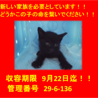 里親決定！！お迎えありがとうございました(^^♪