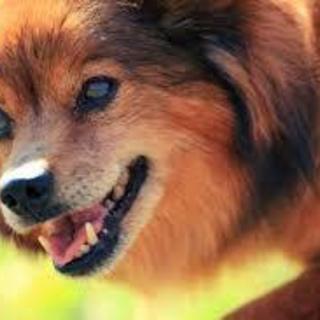 元気なばあちゃん！