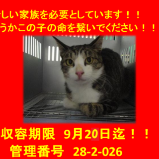 里親決定！！お迎えありがとうございました(^^♪