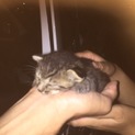 キジトラ 子猫
