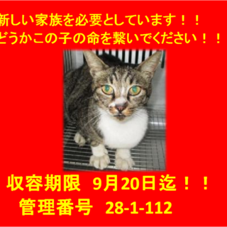 里親決定しました☆(*^▽^*)