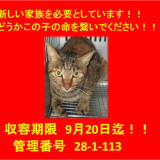 里親決定しました☆(*^▽^*)