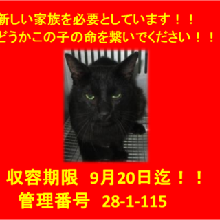 里親決定しました☆(*^▽^*)