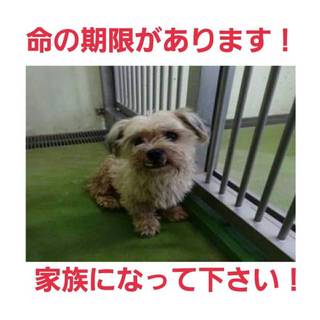 命に期限があります!シーズーくん?を助けて!!