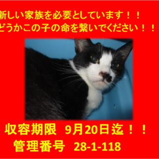 里親決定しました☆(*^▽^*)