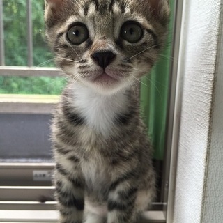 ハート撃ち抜かれます！チビ3兄妹、しおれチャン♪